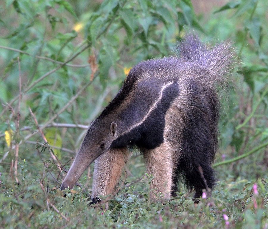 GIANT  ANTEATER Araras.jpg