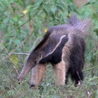 GIANT  ANTEATER Araras.jpg
