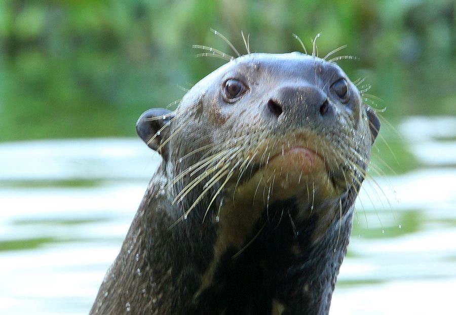 GIANT  RIVER      OTTER   Taiama.jpg
