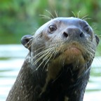 GIANT  RIVER      OTTER   Taiama.jpg