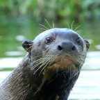 GIANT  RIVER  OTTER  Taiama.jpg
