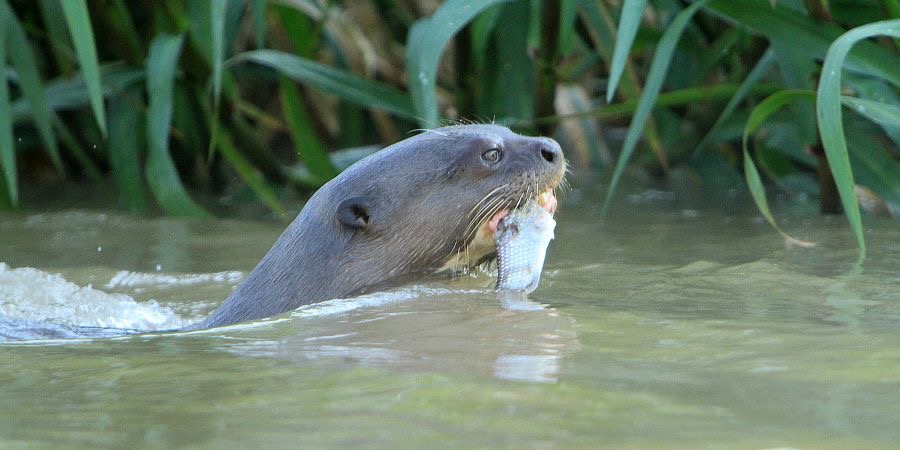 GIANT RIVER OTTER  with  Fish Porto Jofre.jpg