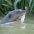 GIANT RIVER OTTER  with  Fish Porto Jofre.jpg