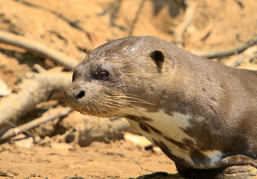 GIANT RIVER OTTER headshot Porto Jofre.jpg