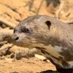 GIANT RIVER OTTER headshot Porto Jofre.jpg