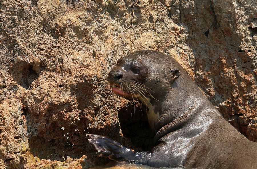 GIANT RIVER OTTER resting  Porto Jofre.jpg