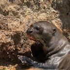GIANT RIVER OTTER resting  Porto Jofre.jpg