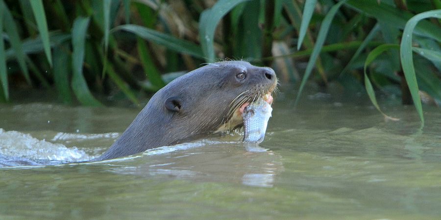 GIANT RIVER OTTER with   Fish  Porto Jofre.jpg
