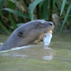 GIANT RIVER OTTER with   Fish  Porto Jofre.jpg