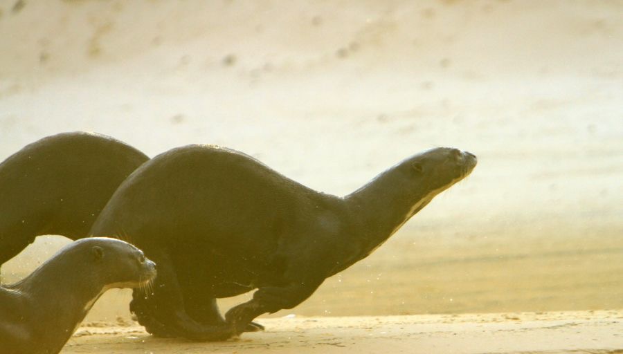 GIANT RIVER OTTERS running on riverbank  Porto Jofre.jpg