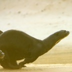 GIANT RIVER OTTERS running on riverbank  Porto Jofre.jpg