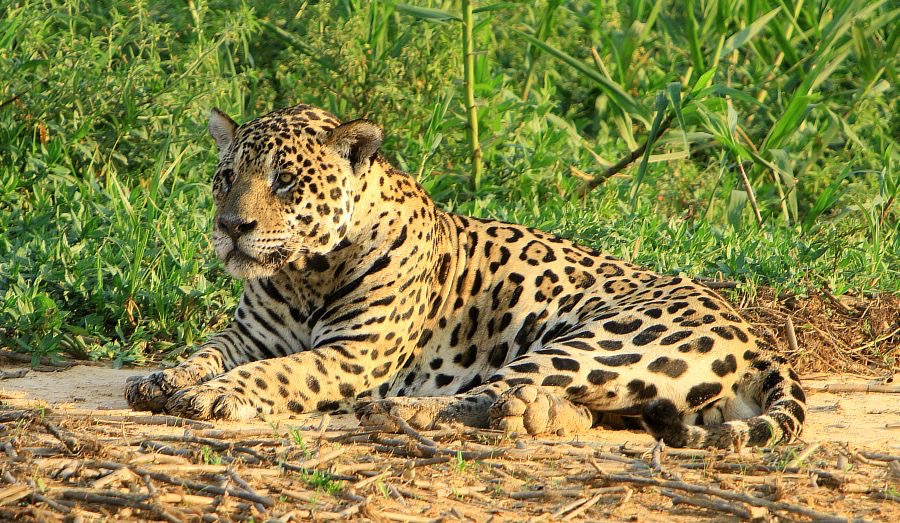 JAGUAR            with injured Eye  Porto Jofre.jpg