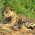JAGUAR            with injured Eye  Porto Jofre.jpg