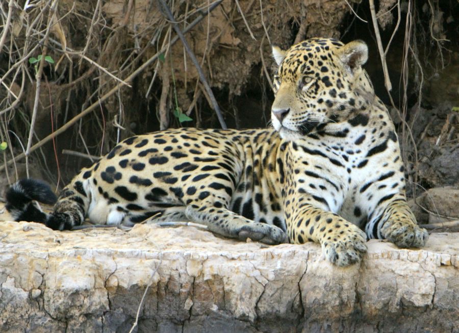 JAGUAR       resting  on river bank   Porto Jofre.jpg