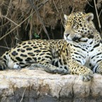 JAGUAR       resting  on river bank   Porto Jofre.jpg