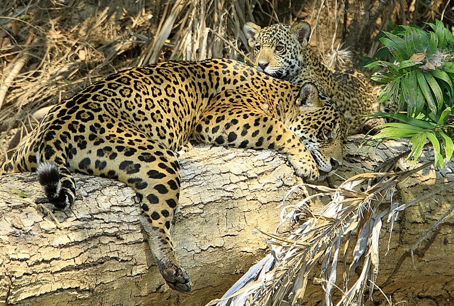 JAGUAR     with    CUB    Porto Jofre.jpg