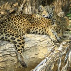 JAGUAR     with    CUB    Porto Jofre.jpg