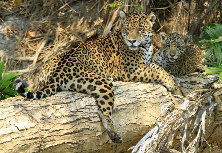 JAGUAR   with  CUB   Porto Jofre.jpg