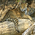JAGUAR   with  CUB   Porto Jofre.jpg