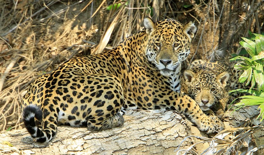 JAGUAR   with CUB  Porto Jofre.jpg
