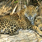 JAGUAR   with CUB  Porto Jofre.jpg