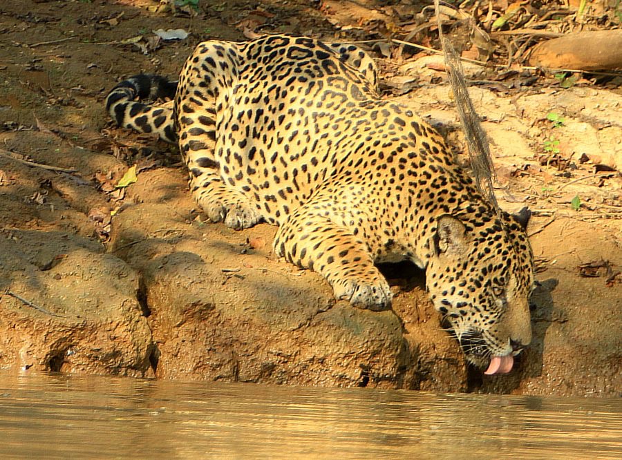 JAGUAR  drinking Porto Jofre.jpg