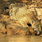 JAGUAR  drinking Porto Jofre.jpg