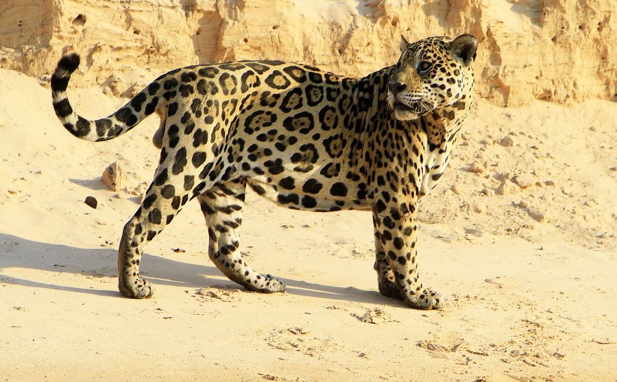 JAGUAR standing on sandy bank  Porto Jofre.jpg