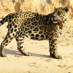 JAGUAR standing on sandy bank  Porto Jofre.jpg