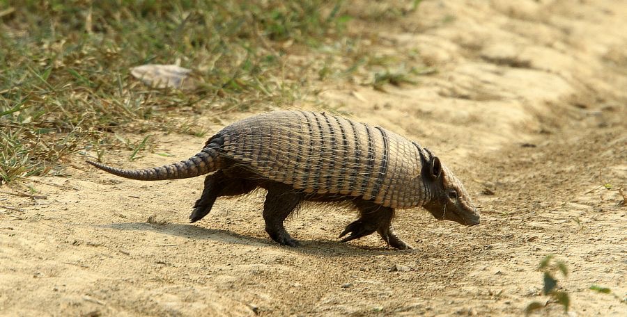 NINE BANDED   ARMADILLO  Araras.jpg