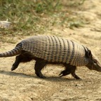 NINE BANDED   ARMADILLO  Araras.jpg