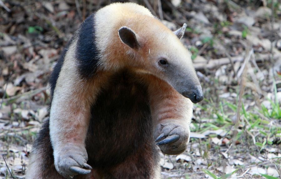 SOUTHERN               TAMANDUA   ANTEATER Araras.jpg