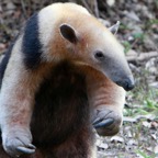 SOUTHERN               TAMANDUA   ANTEATER Araras.jpg