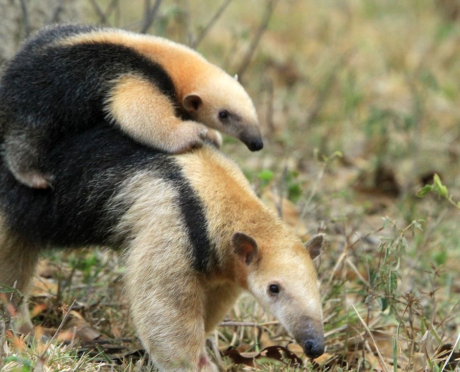 SOUTHERN TAMANDUA ANTEATER   with cub  Araras.jpg