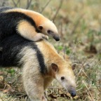 SOUTHERN TAMANDUA ANTEATER   with cub  Araras.jpg