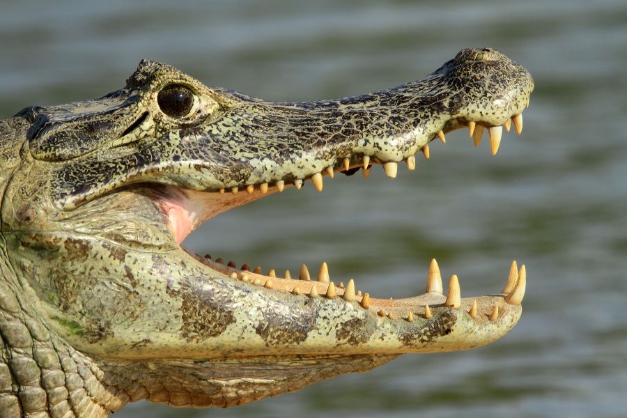 YACARE   CAIMAN     Taiama            REPTILE.jpg