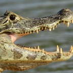 YACARE   CAIMAN     Taiama            REPTILE.jpg