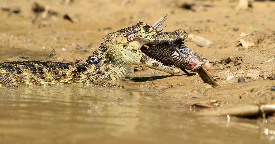 YACARE   CAIMAN  with fish Porto Jofre                REPTILE.jpg