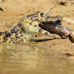 YACARE   CAIMAN  with fish Porto Jofre                REPTILE.jpg