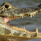 YACARE CAIMAN with hoverfly Taiama       REPTILE.jpg