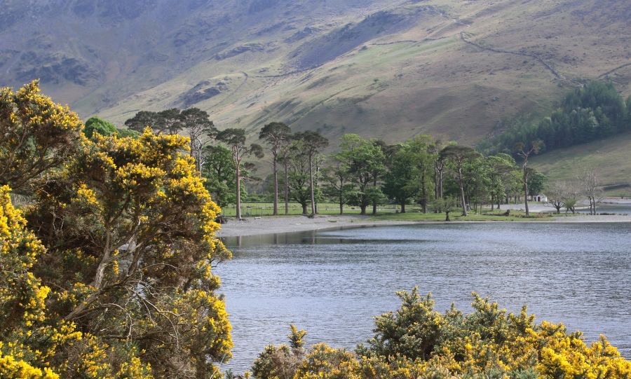 LAKE DISTRICT       BUTTER-  MERE  TREES.jpg