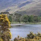 LAKE DISTRICT       BUTTER-  MERE  TREES.jpg