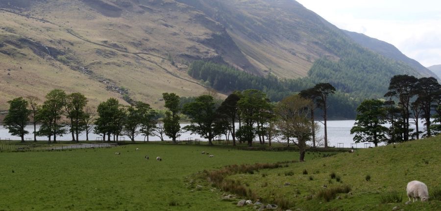 LAKE DISTRICT      BUTTER-  MERE  TREES.jpg