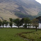 LAKE DISTRICT      BUTTER-  MERE  TREES.jpg