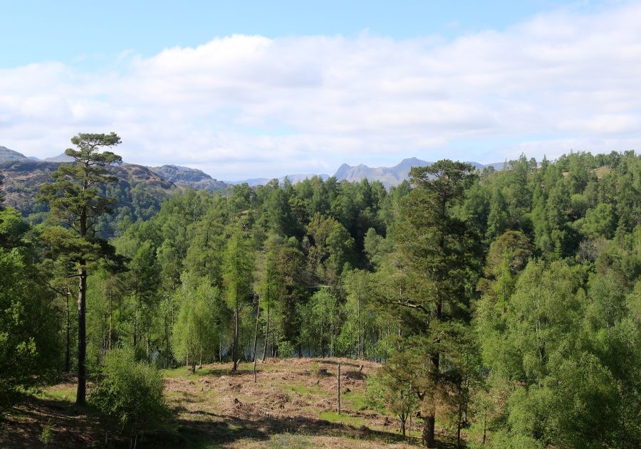 LAKE DISTRICT      TARN.  HOWS VIEW.jpg