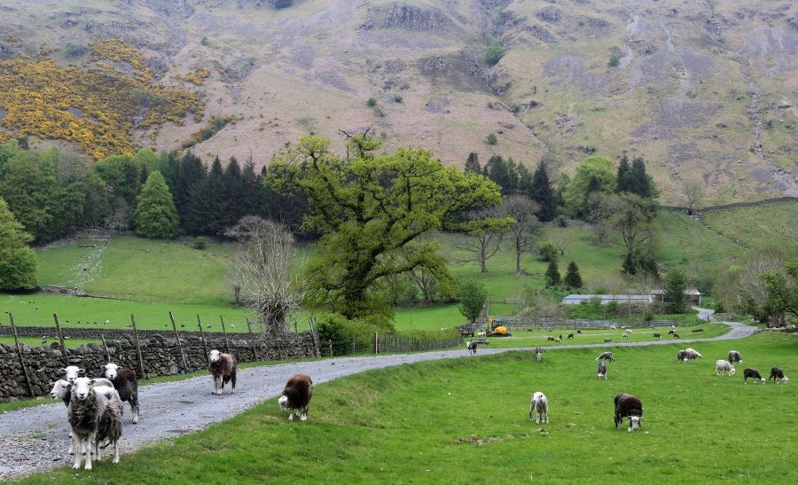 LAKE DISTRICT   SHEEP & FARM.jpg