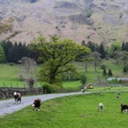 LAKE DISTRICT   SHEEP & FARM.jpg