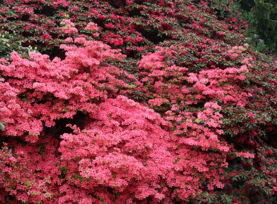 LAKE DISTRICT  HOLKER  FLORA.jpg