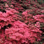 LAKE DISTRICT  HOLKER  FLORA.jpg