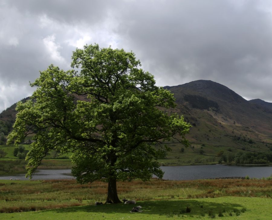 LAKE DISTRICT LITTLE LANGDALE TARN.jpg